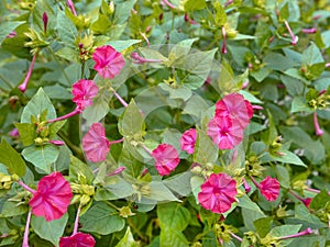 Flowering pink of Four o& x27;clock flower in August