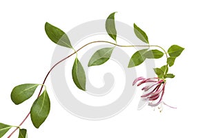 Flowering pink Honeysuckle