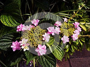 Flowering pink hortensias