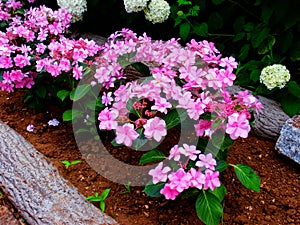 Flowering pink hortensias