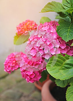 Flowering Pink hydrangea