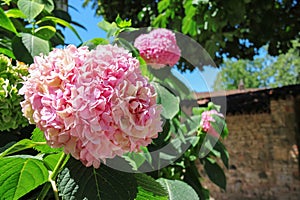 Flowering pink hydrangea against brick wall