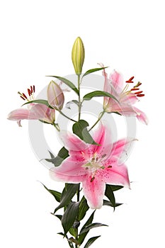 Flowering pink lily flower isolated on a white background