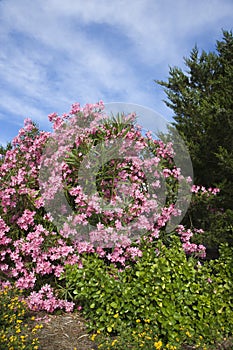 Flowering pink Oleander bush.