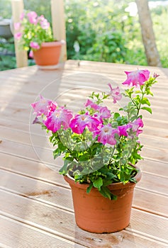 Flowering pink petunia in the garden