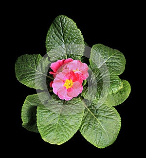 Flowering pink primula on the black background