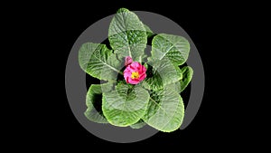 Flowering pink primula on the black background (Primula vulgaris. Bright pink)