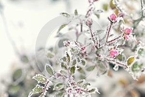 Flowering pink roses under the snow, vintage, pastel colors