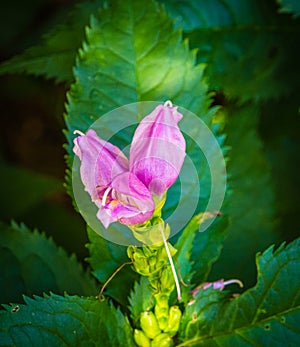 Flowering pink turtlehead Chelone lyonii