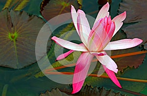 Flowering pink water lily