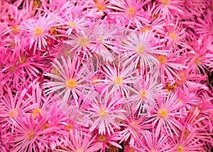 Flowering Plant in Aizoaceae Family: Pink Livingstone Daisies or Buck Bay vygies, Ice Plant or carpet weed, and Ruschieaes Flowers