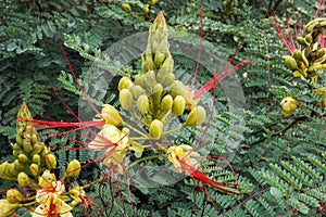 Flowering plant of the Argentine andes