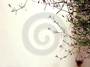 Flowering plant on balcony