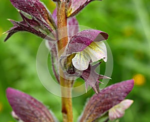 Flowering plant of Bear`s breeches , Acanthus mollis. Acanthaceae. Wildflowers. Macro