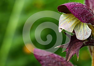 Flowering plant of Bear`s breeches, Acanthus mollis. Acanthaceae. Wildflowers in nature