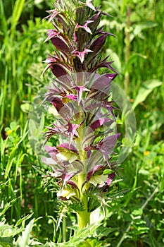 Flowering plant of Bear`s breeches, Acanthus mollis. Acanthaceae. Wildflowers in nature