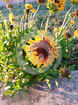 Flowering plant beauty in Nature petal Freshness vulnerability Growth Outdoors blooming