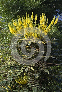 Flowering plant Berberis aquifolium in a garden