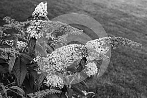 Flowering plant Buddleja in Black & White