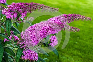 Flowering plant Buddleja Davidii - really Butterfly bush