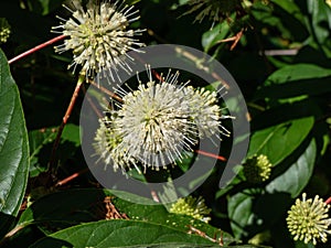 Flowering plant buttonbush, button-willow or honey-bells (Cephalanthus occidentalis) blooming in summer