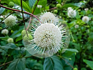 Flowering plant buttonbush, button-willow or honey-bells (Cephalanthus occidentalis) blooming in summer