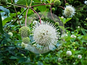 Flowering plant buttonbush or honey-bells (Cephalanthus occidentalis) blooming in summer
