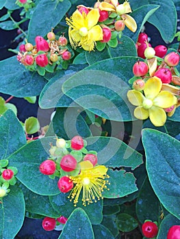 The flowering plant called Hypericum Miracle Attraction