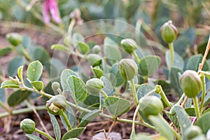 Flowering plant Capparis spinosa. Crocus buds with green leaves. Vegetable culture: unblown flower buds are pickled