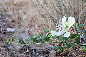 Flowering plant Capparis spinosa. White flowers and buds with green leaves. Vegetable culture: unblown flower buds are