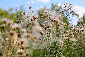 Flowering plant is Cirsium arvense or creeping thistle. Fades away plant on grassland.