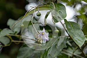 flowering plant commonly known as jurubeba a nightshade