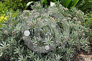Flowering plant of Convolvulus cneorum photo