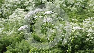 Flowering plant cow parsnip in the wild