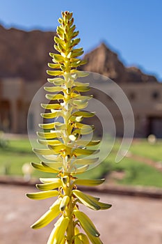 Flowering plant in the desert near Al-Ula photo