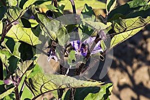 Flowering plant eggplant close up