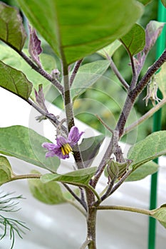 A flowering plant of eggplant Solanum melongena l