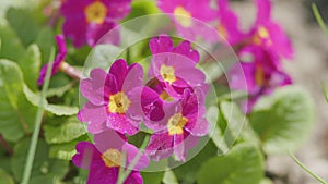 Flowering plant in family primulaceae. Primrose. Primula. Sunlight in the garden.