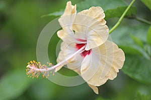 Flowering plant fragility Yellow flower vulnerability