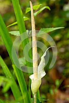 A flowering plant Gonatopus in a garden