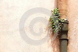 A flowering plant grown in a gutter