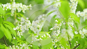 Flowering plant hackberry or hagberry in the rose family. Flowers of bird cherry or prunus padus in spring. Slow motion.