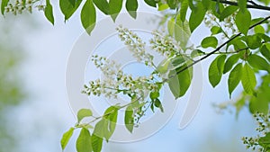 Flowering plant hackberry or hagberry in the rose family. Flowers of bird cherry or prunus padus in spring. Slow motion. photo