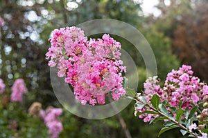 Flowering plant Lagerstroemia indica, the crape myrtle - crepe myrtle or crepeflower in bloom with pink flowers close-up spring