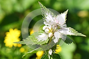 Flowering plant of Lamium moschatum, Musk deadnettle. White nettle or white dead-nettle, Lamiaceae. Wildflowers. Macro