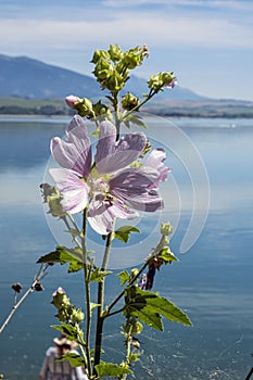 Flowering plant and Liptovska Mara dam, Slovakia