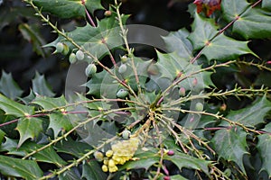 Flowering plant of Mahonia x media.