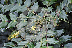 Flowering plant of Mahonia x media.