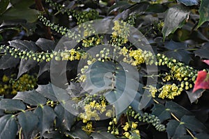 Flowering plant of Mahonia x media.