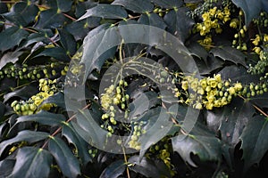 Flowering plant of Mahonia x media.